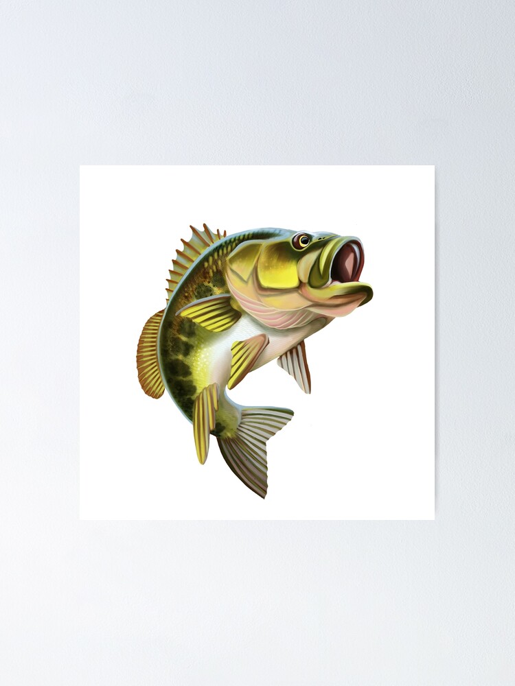 Bass Fish Illustration. Isolated on white background. Poster for Sale by  Moloko88