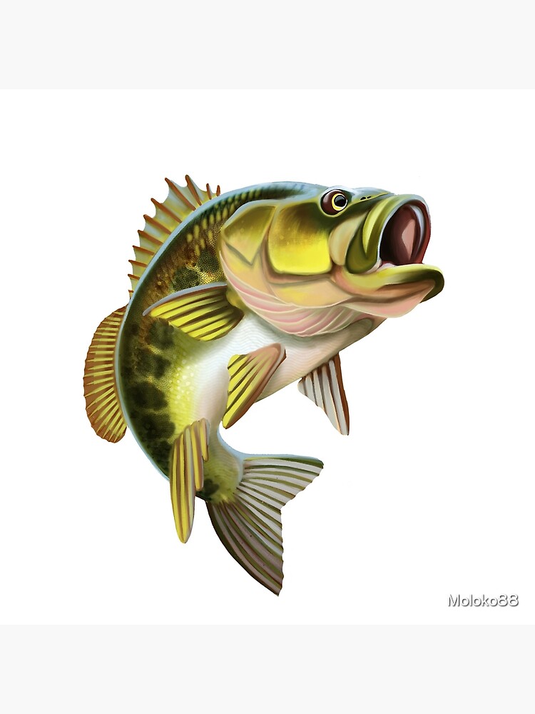 Bass Fish Illustration. Isolated on white background. Art Board Print for  Sale by Moloko88