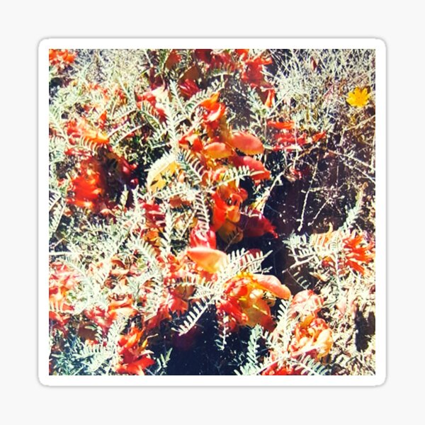 Delightful glory of wild Karoo bush Sticker