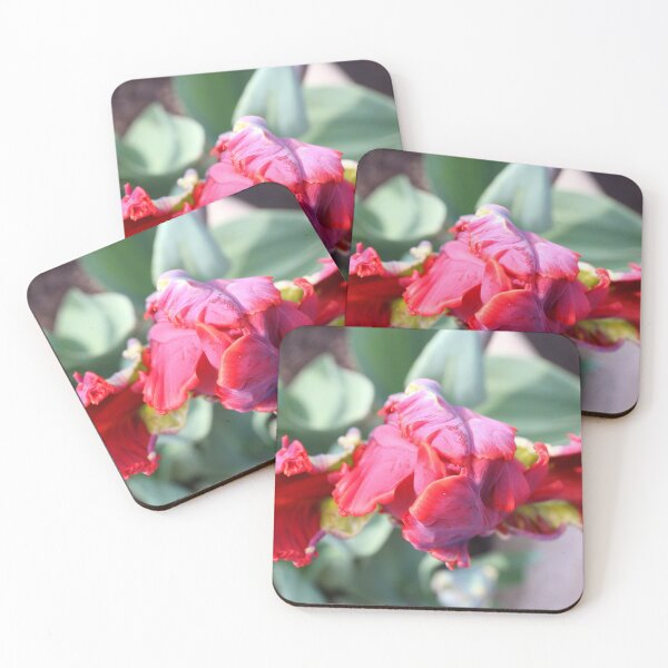Item preview, Roccocco Tulip. Exotic tulip starting to open with orchid like petals. designed and sold by prestongeorge.