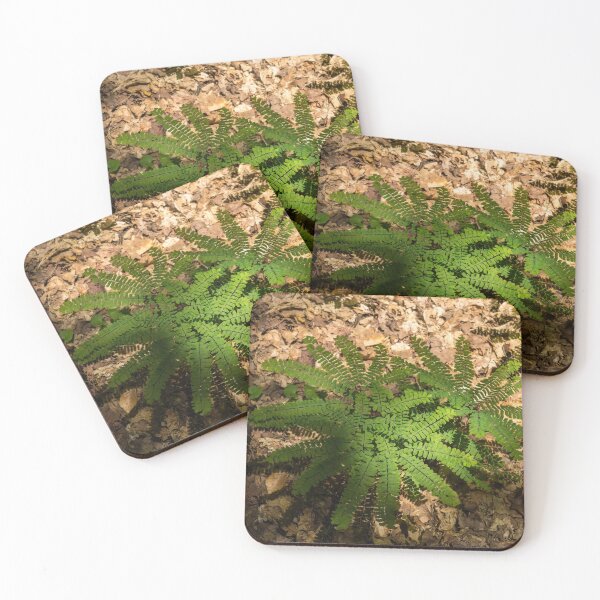 Item preview, Star Shaped Forest Floor Treasures - Diminutive Maidenhair Ferns designed and sold by Georgia Mizuleva.