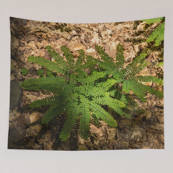 Item preview, Star Shaped Forest Floor Treasures - Diminutive Maidenhair Ferns designed and sold by Georgia Mizuleva.