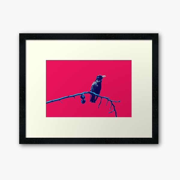 Starling 02 Framed Art Print