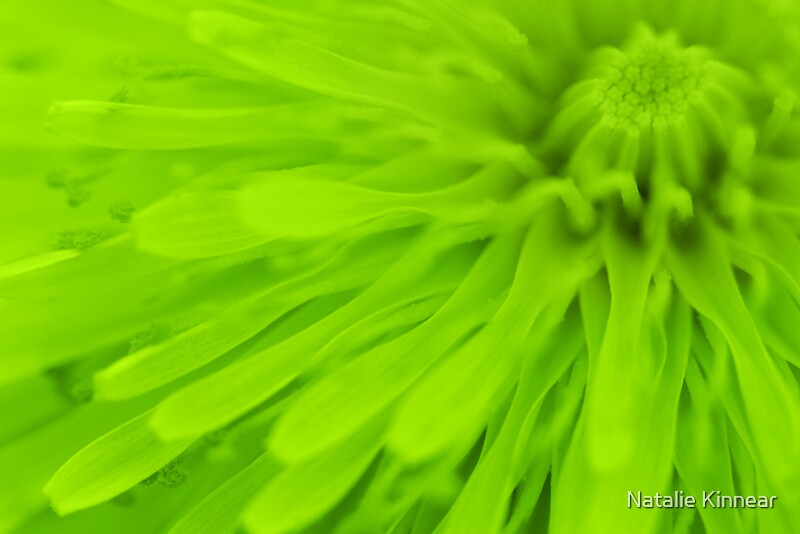 Lime Green Wall Art bright lime green wall art" framed printsnatalie kinnear Lime Green Wall Art bright lime green wall art" framed printsnatalie kinnear
