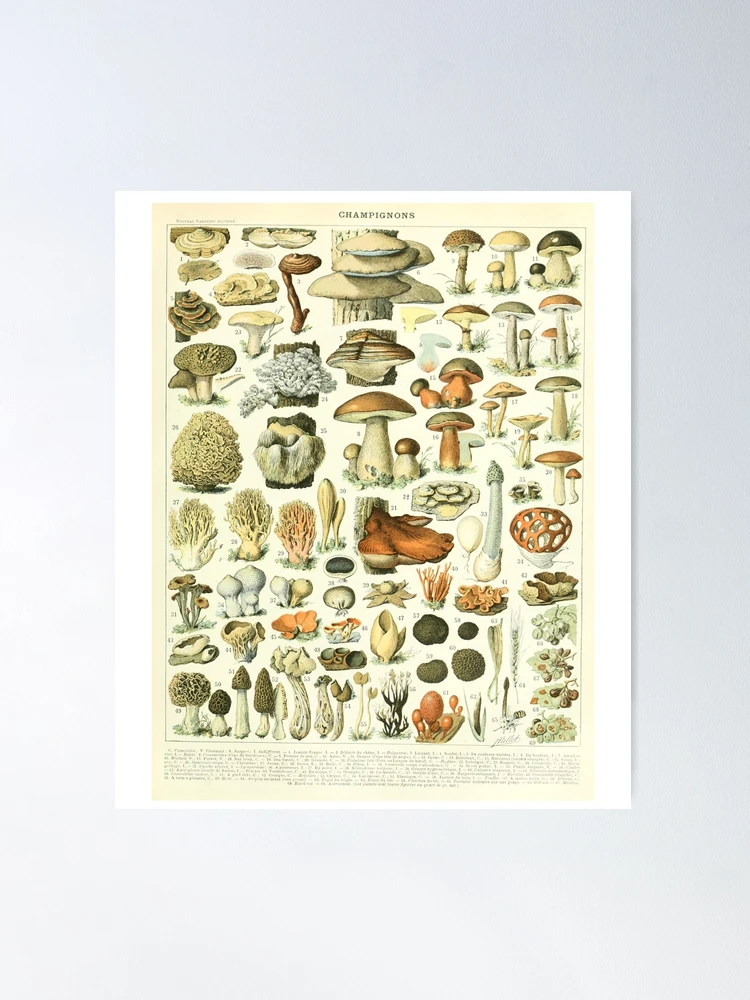 Poster Mural Vintage Champignon Par Adolphe Millot - Impression Botanique Française - Art Mural Rétro - Décoration Pour Salon, Chambre à Coucher Et Bureau - 20,3 X 30,5 Cm - Sans Cadre