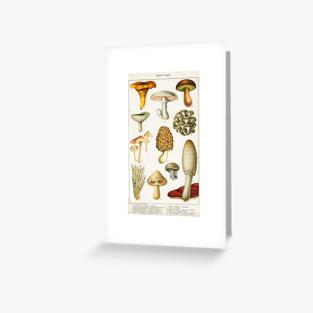 "Edible Mushroom Chart Vintage | Edible Fungi Champignon Chart