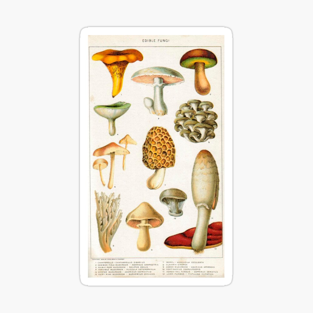 Edible Mushroom Chart Vintage | Edible Fungi Champignon Chart 