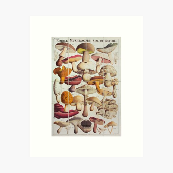 Item preview, Vintage Edible Mushroom Chart Champignon  designed and sold by MagicBoutique.
