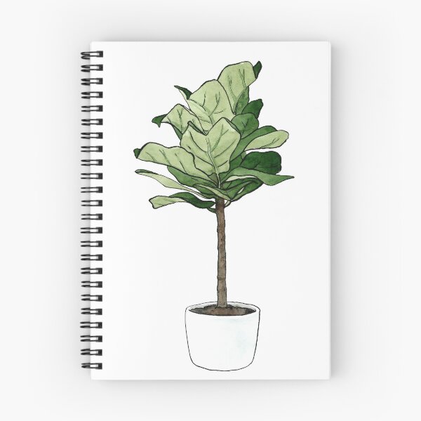 Item preview, Fiddle Leaf Fig Plant designed and sold by Markami.