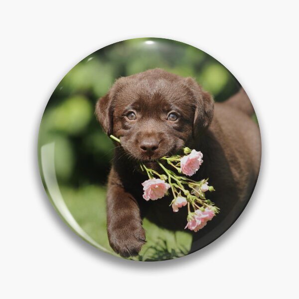 Item preview, Chocolate Labrador puppy designed and sold by JeanettesPets.