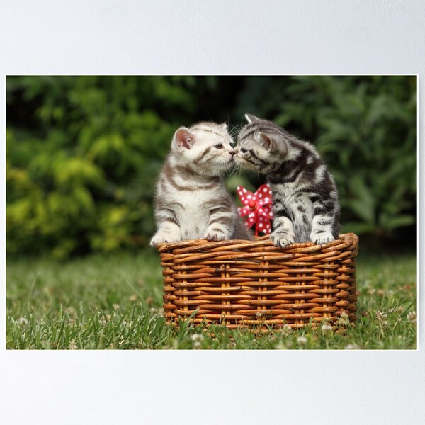 cute kittens Poster