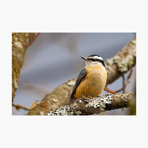 Red-breasted Nuthatch Photographic Print