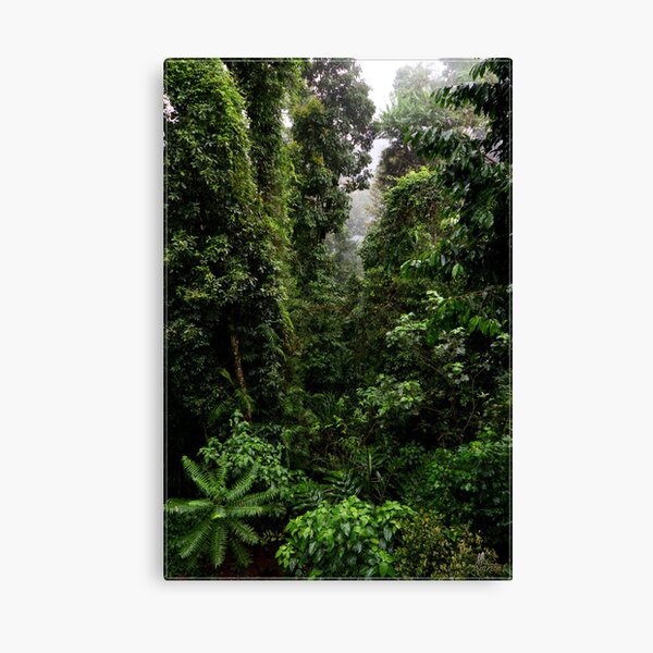 Mamu Rainforest Walk 2 Canvas Print