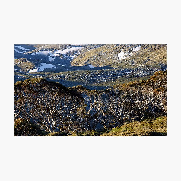 Item preview, Snowgums designed and sold by Harry Oldmeadow.