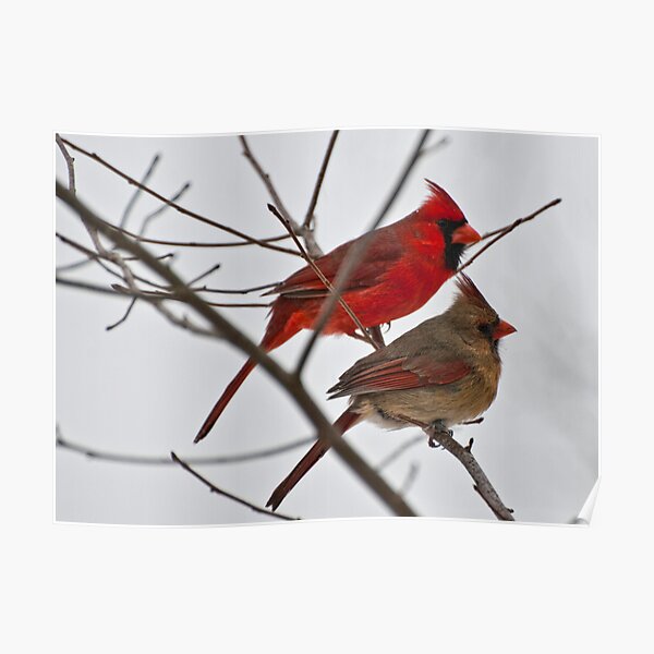 Male and Female Cardinal Poster