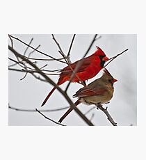 Male and Female Cardinal Photographic Print