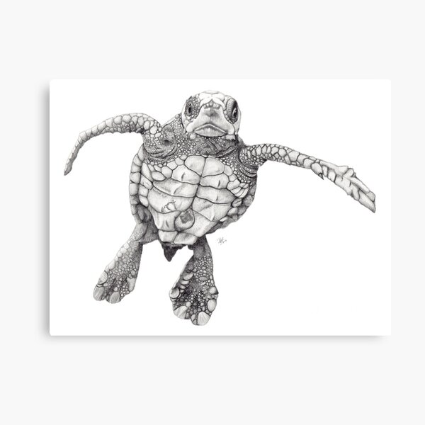 Chelonioidea Canvas Print