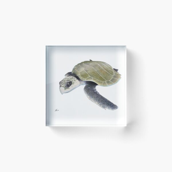 Item preview, Kemps Ridley Sea Turtle designed and sold by Joe Richichi.