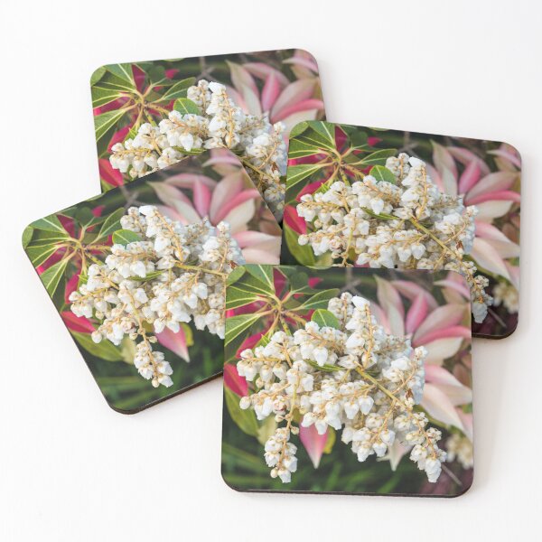 Item preview, Colourful Pieris bush flowers and leaves in Spring in a springtime garden designed and sold by Cameranick.
