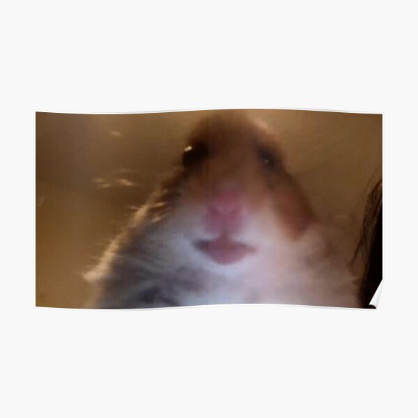 Staring Hamster Meme Poster By Yamanos Redbubble