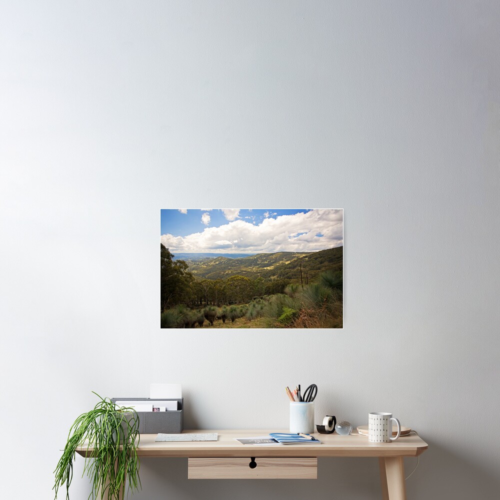 Barrington Tops Grass Trees Poster