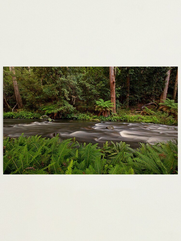 Alternate view of Manning River, Barrinton Tops Photographic Print