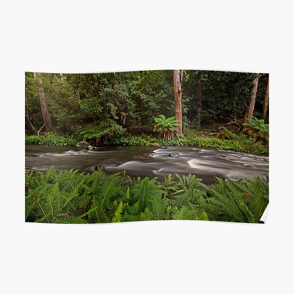 Manning River, Barrinton Tops Poster