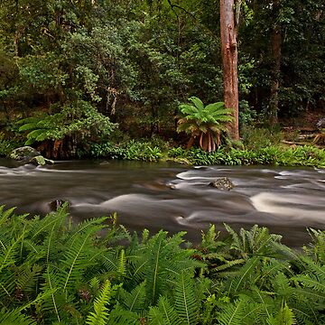 Artwork thumbnail, Manning River, Barrinton Tops by Richard Windeyer