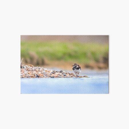 TURNSTONE Art Board Print