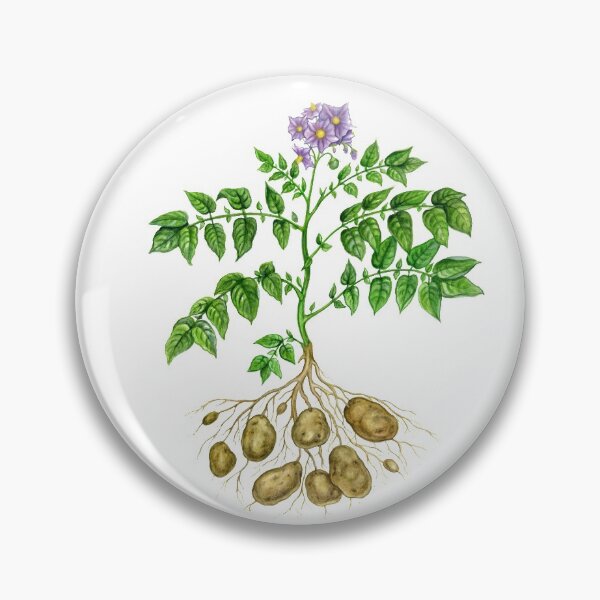 Item preview, Potato (Solanum tuberosum) designed and sold by Tamara Clark.