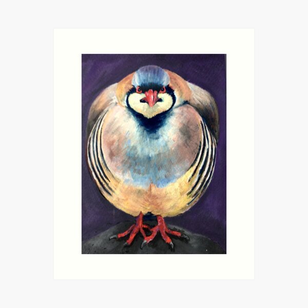 A handpainted Chukar Partridge on black watercolor paper. Art Print