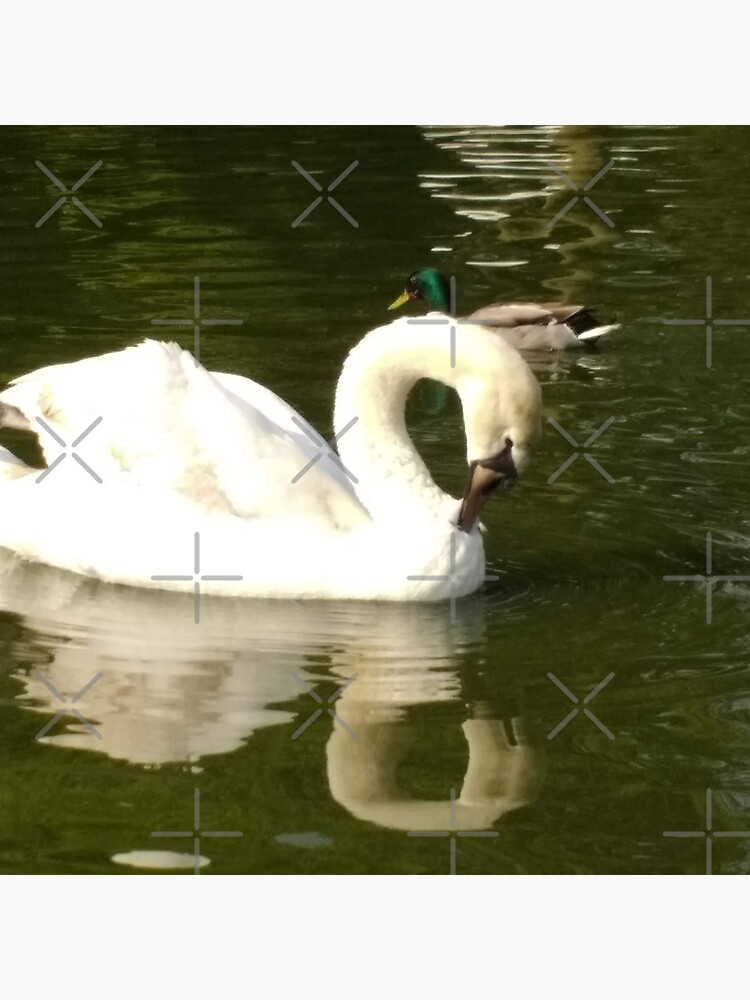 M.I. #58 |☼| Swan - Shot 16 (Pearson Park) by Naean