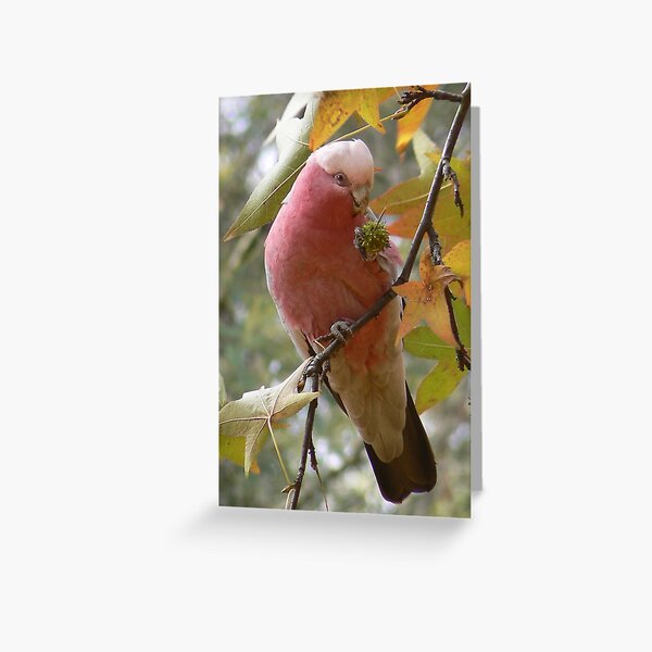 Pink Poser Greeting Card