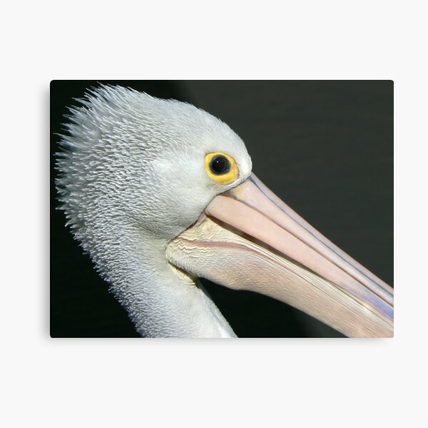 Bad Hair Day Metal Print
