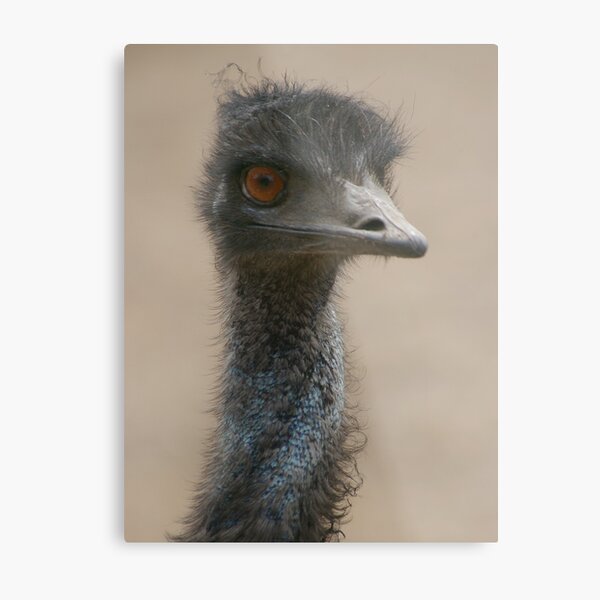 Looking Ahead Metal Print