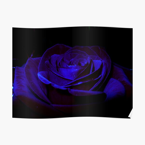 Mystical Rose Posters Redbubble