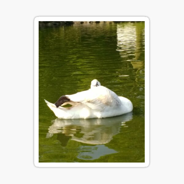 Merch #59 -- Swan - Shot 17 (Pearson Park) Sticker
