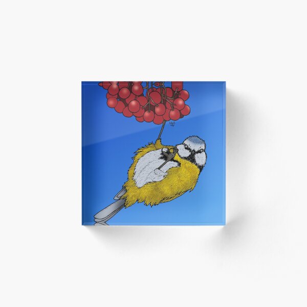 Blue Tit Hanging on Berries Acrylic Block