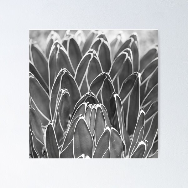 Item preview, Stunning Agave BW Square designed and sold by Elisabeth Lucas.