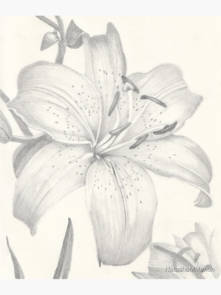 PNG Lily blossom drawing flower. | Premium PNG - rawpixel
