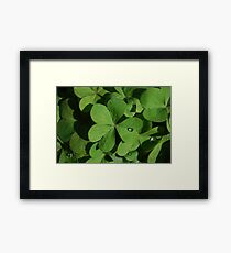 Shamrock Framed Print