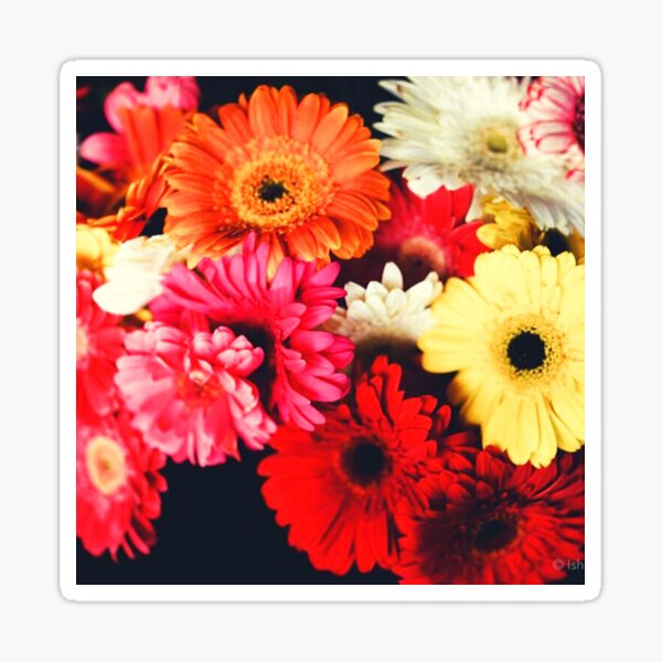 A glorious bunch of colorful Chrysanthemums. Sticker