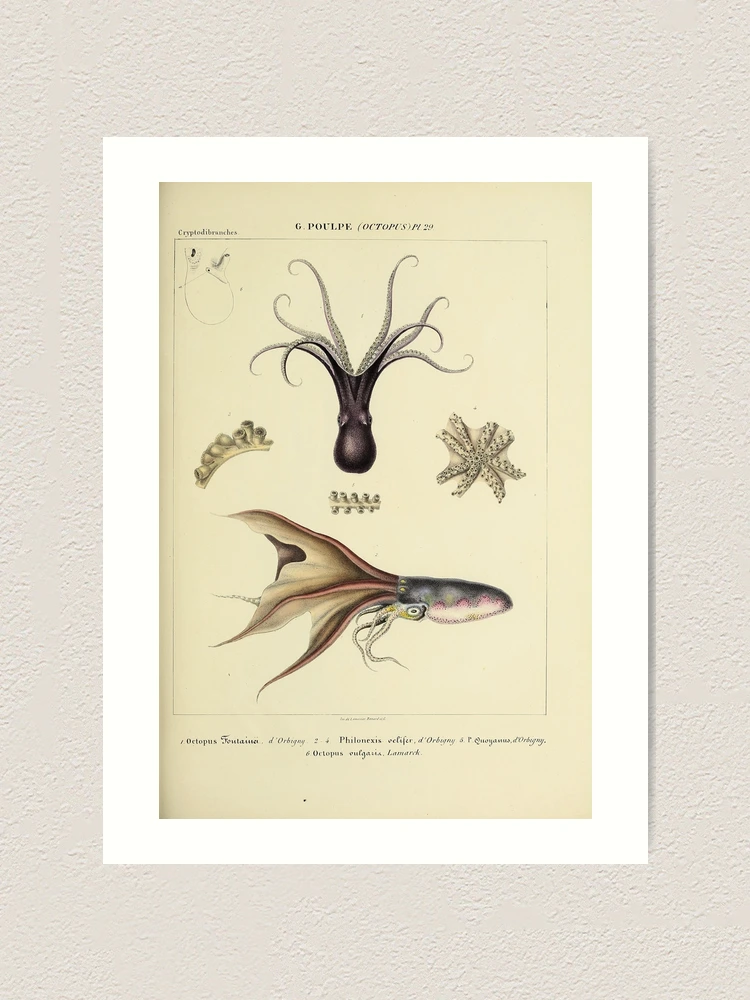 Thumbnail 1 von 3, Kunstdruck, Histoire naturelle générale et particulière... designt und verkauft von Rodeoclash.