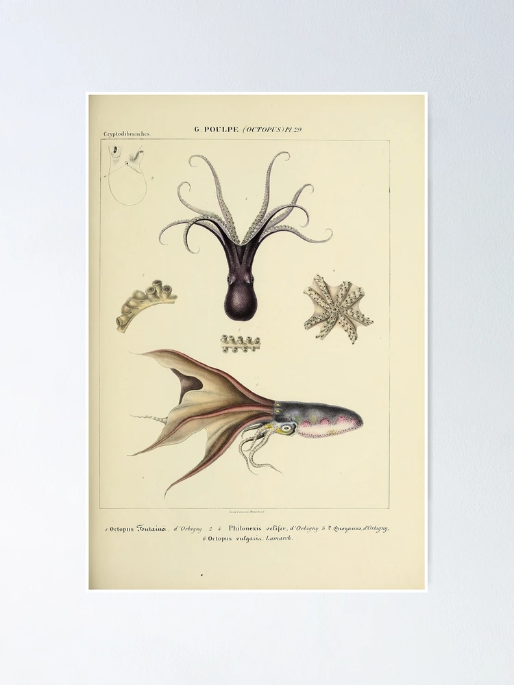 Imagen 1 de 3, Póster con la obra Histoire naturelle générale et particulière..., diseñada y vendida por Rodeoclash.