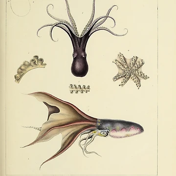Imagen de la obra Histoire naturelle générale et particulière... de Rodeoclash