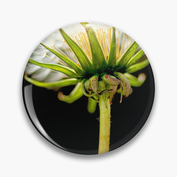 Item preview, Garden wild flowers Dandelion on black background designed and sold by kathleenjean.