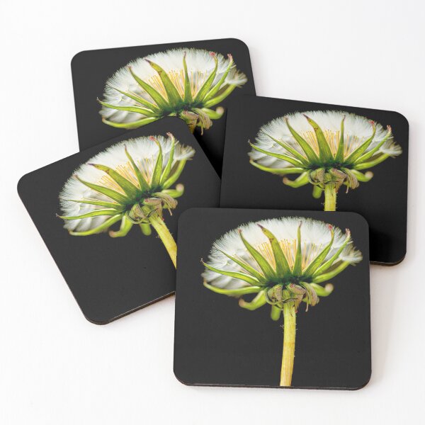 Item preview, Garden wild flowers Dandelion on black background designed and sold by kathleenjean.
