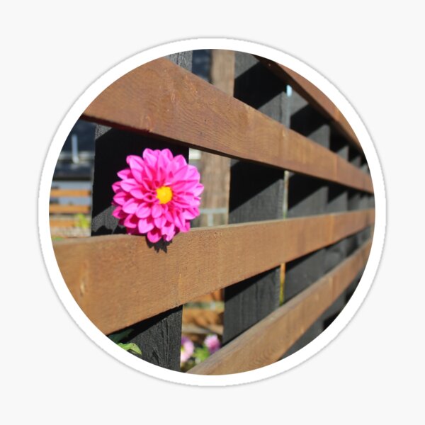 Item preview, Dahlia On The Fence designed and sold by Penwortham.