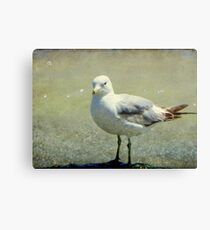 What are you looking at??? © Canvas Print