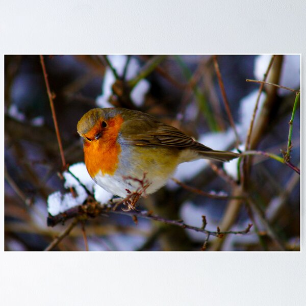 Item preview, Cheeky Robin 2 designed and sold by TREVOR34.